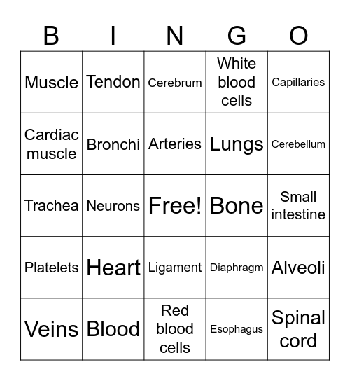 Human Body Vocabulary Bingo Card