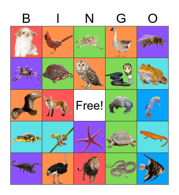 ANIMAL Bingo Card