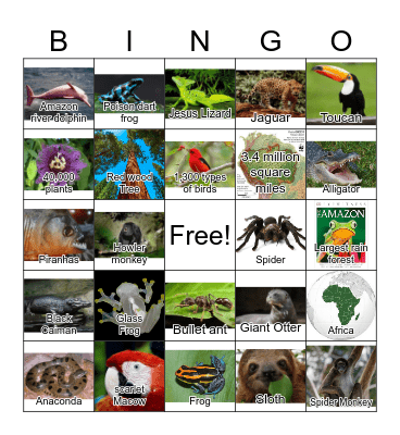 Amazon Rain Forest Bingo Card