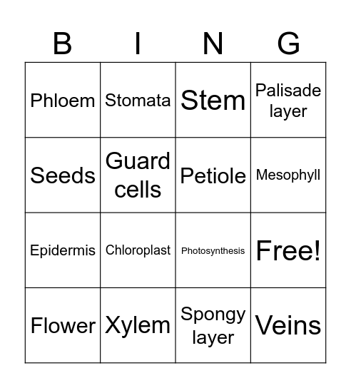 Plant Organs and Tissue Bingo Card