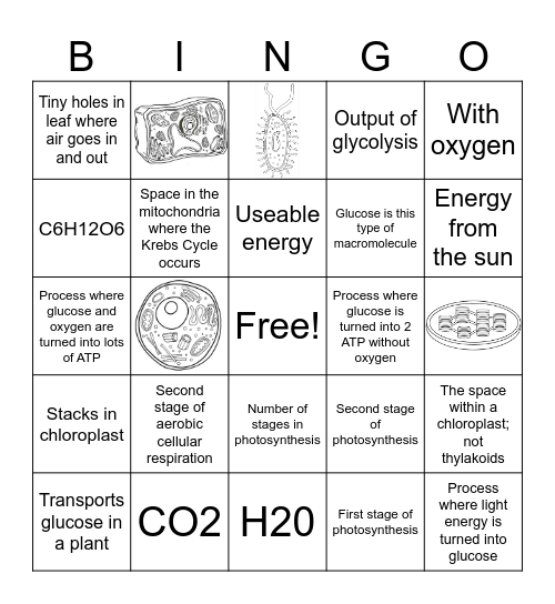 Cell Energy Bingo Card