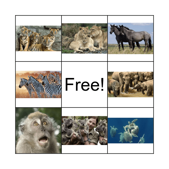 How Many Koalas Are There? Bingo Card
