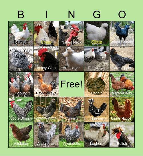 Chicken Breed Bingo Card