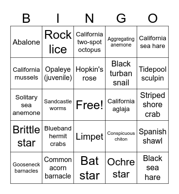 La Jolla Tidepool Bingo Card