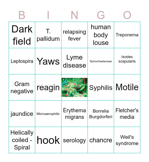 Spirochetes Bingo Card