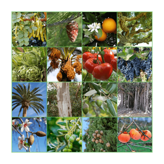 Valencian Tu B'Shvat Bingo Card