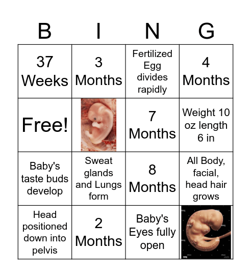 Fetal Development Bingo Card