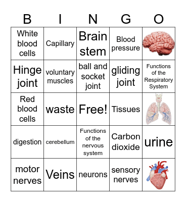 Body Systems Bingo Card