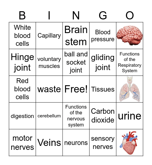 Body Systems Bingo Card