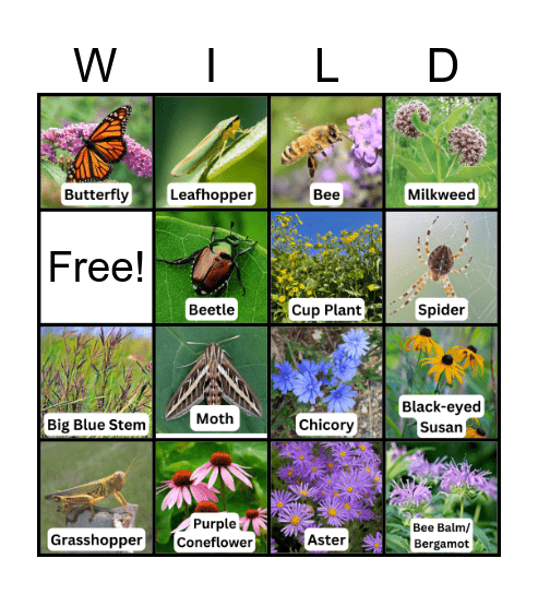 Prairie Bingo Card