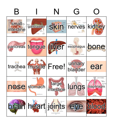 Human Body Bingo Card