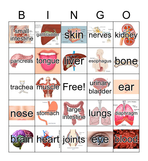 Human Body Bingo Card