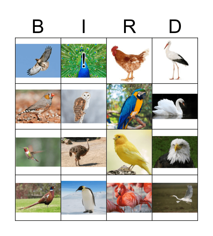 Birds Bingo Card