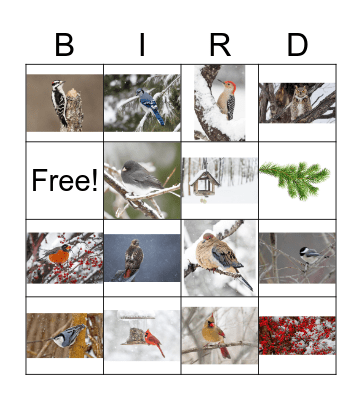 Winter Birds Bingo Card