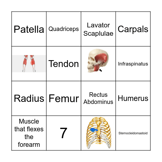 BONES & MUSCLES Bingo Card