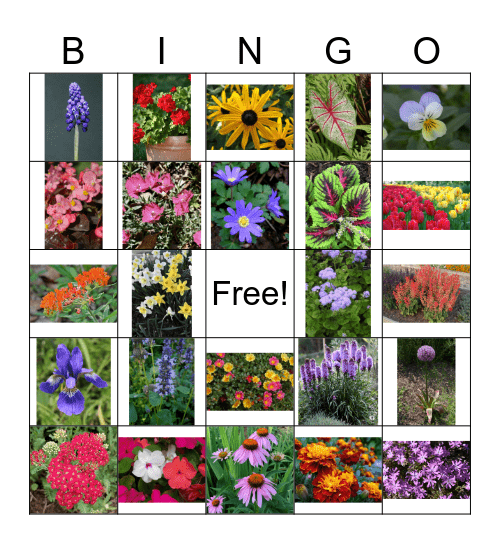 Plant ID Bingo Card