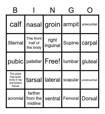 Anatomical Terms Bingo Card