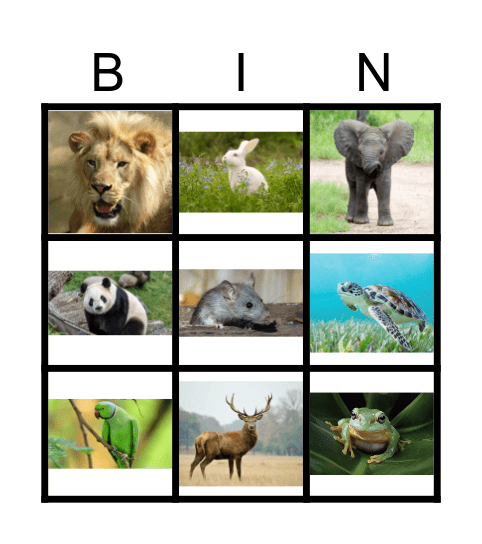 Animals bingo Card