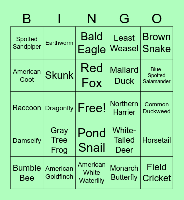 Wetlands Bingo Card