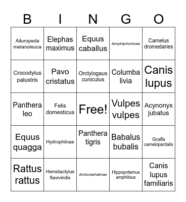 Latin Animal Names Bingo Card