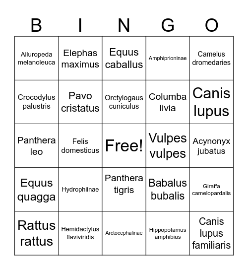 Latin Animal Names Bingo Card