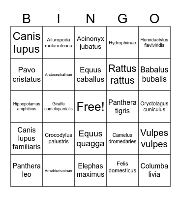 Latin Animal Names Bingo Card