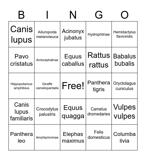 Latin Animal Names Bingo Card