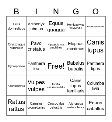 Latin Animal Bingo Card