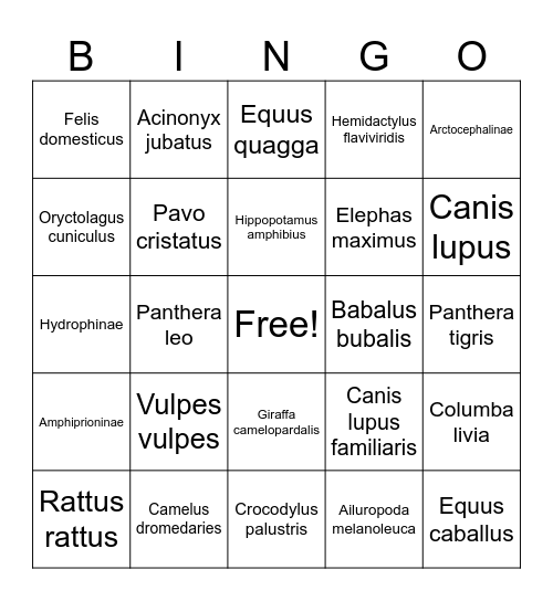 Latin Animal Bingo Card