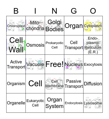 CELLS  Bingo Card