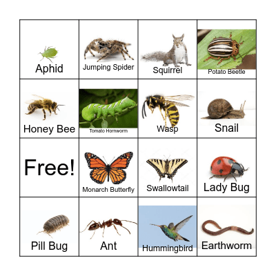 Animals In the Garden Bingo Card