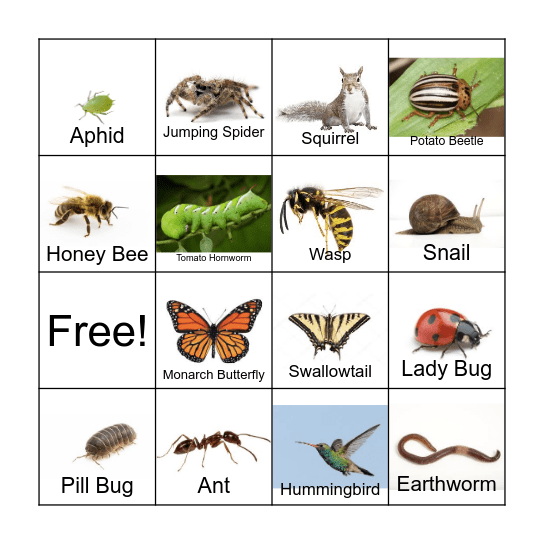 Animals In the Garden Bingo Card