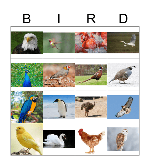 BIRDS Bingo Card