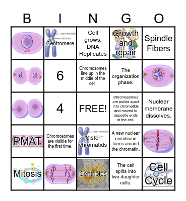 Cell Cycle Bingo Card