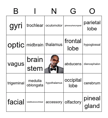 Cranial Nerves & Brain Parts Bingo Card