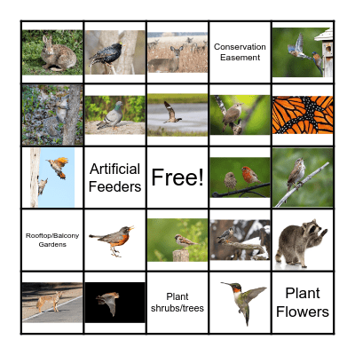WHEP: Urban Ecoregion Bingo Card