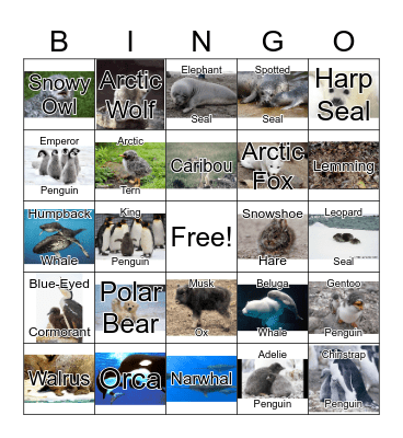 Arctic Animals Bingo Card