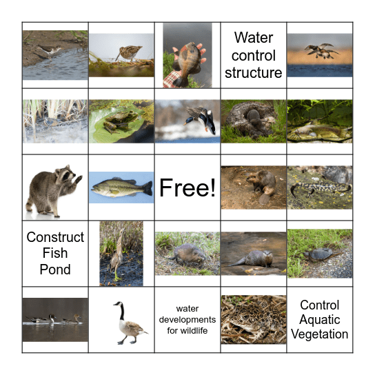 WHEP: Wetland Ecoregion Bingo Card