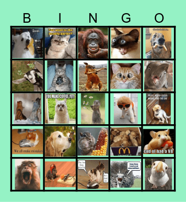 funny animals Bingo Card