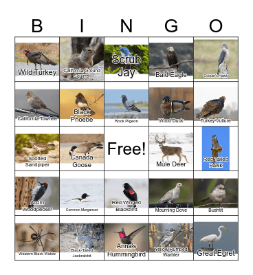 California Wildlife Bingo Card
