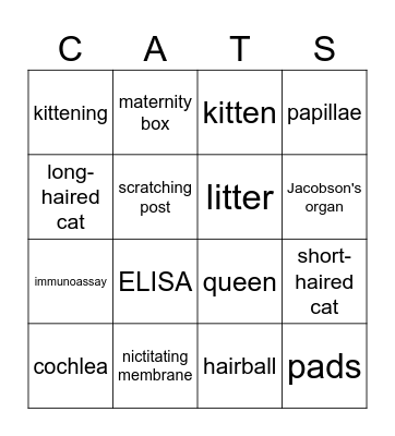 Intro To Cats Review Bingo Card