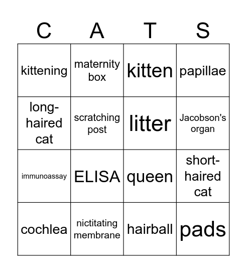 Intro To Cats Review Bingo Card
