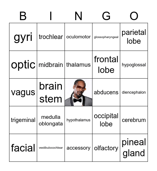 Cranial Nerves & Brain Parts COPY Bingo Card