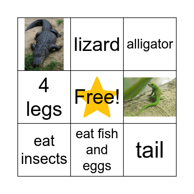 Reptiles! Bingo Card