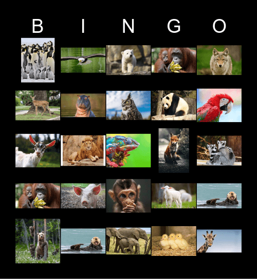 Animal Pictures Bingo Card