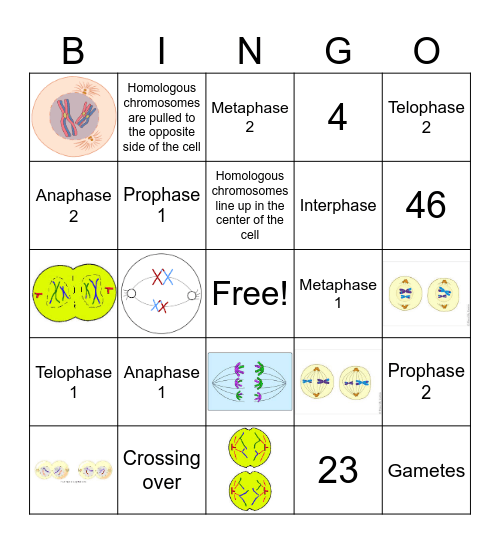 Meiosis Bingo Card