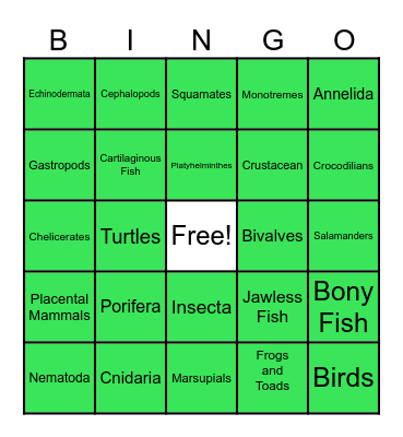 Animal Phylum Bingo Card