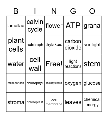 Photosynthesis Vocab Review:-) Bingo Card