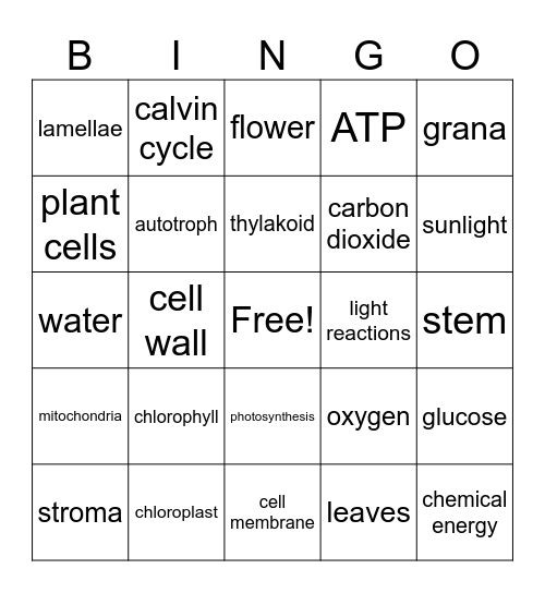 Photosynthesis Vocab Review:-) Bingo Card