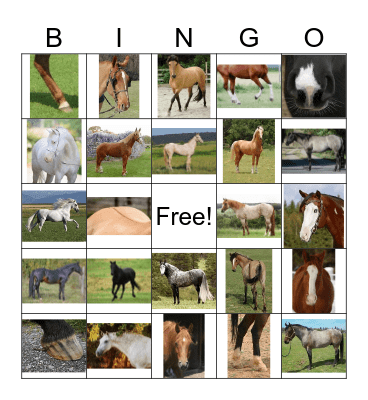 Horse Colors/Markings Bingo Card